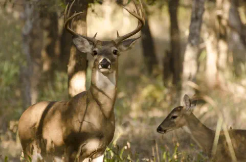 Northwoods Long Lake Resort Long Lake WI Resort Northern Wisconsin