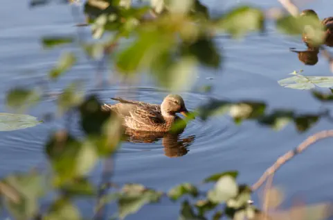 Long Lake, Wisconsin, Florence County Resort, Forest County Resort, Long Lake Resort, Northwoods Long Lake Resort, Resort in Long Lake Wisconsin, canoe resort, kayak resort, cabin with kayak, cabin, with canoe, cabin with row boat, lake front resort, beac